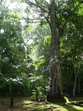 Le site de Tikal est enfoui sous la jungle