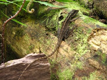 Les lézards ont de très longues queues