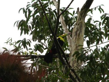 Difficiles &agrave; apercevoir, de nombreux toucans nichent dans la jungle de Tikal