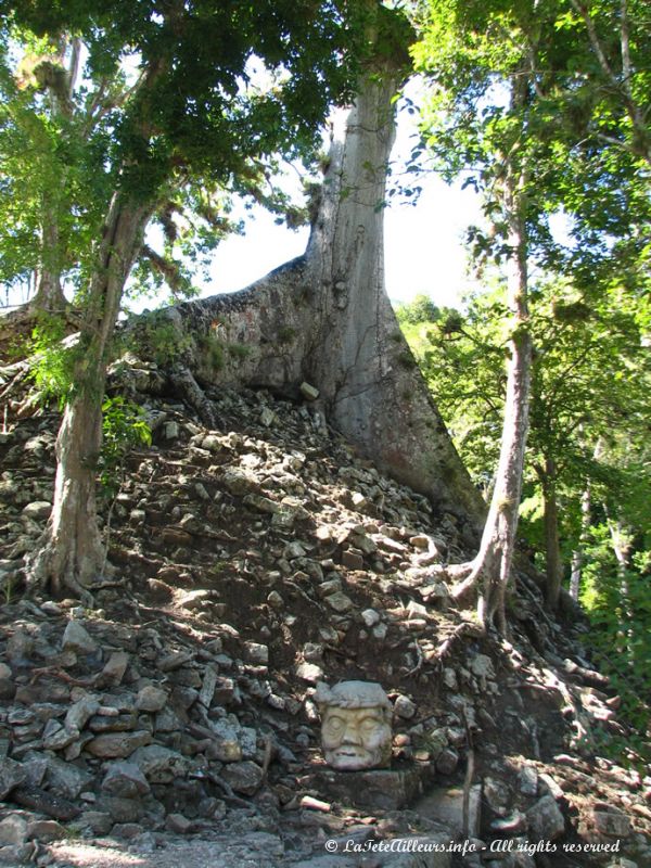 De nombreux arbres poussant à même la pierre ajoutent encore à la beauté des ruines