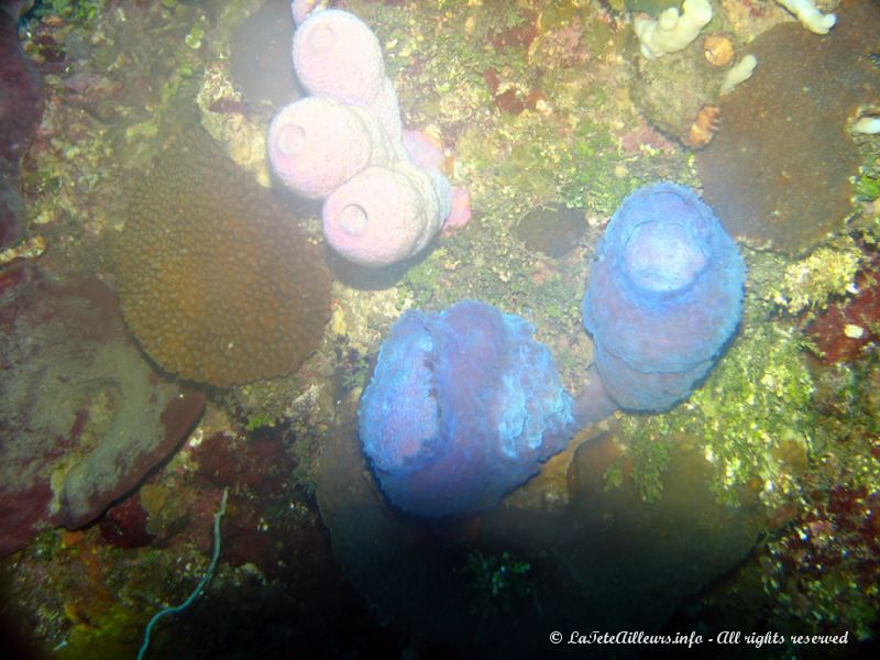 La flore et la faune sous-marines ont souvent des couleurs incroyables !