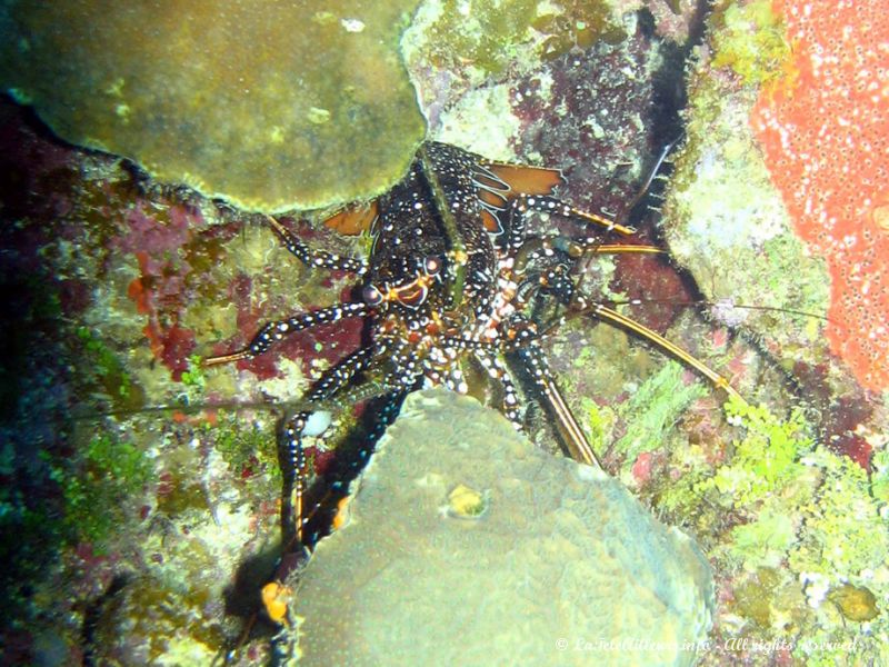 Protégés, les homards et autres crustacés pullulent dans ces eaux chaudes