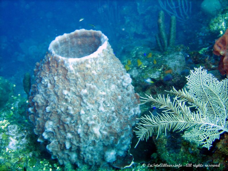La faune est peu présente, mais les coraux ou autres éponges sont de toute beauté !