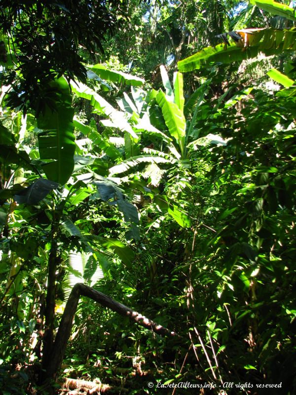 L'épaisse jungle du Punta Sal