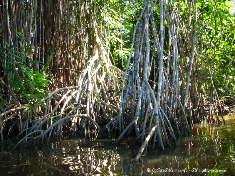 On slalome en canoë à travers la mangrove