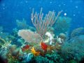 Une grande variÃ©tÃ© de coraux peuple la seconde plus grande barriÃ¨re de corail du monde