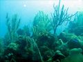 La barriÃ¨re de corail au large de RoatÃ¡n est un vrai jardin sous-marin !