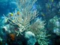 De nombreuses espÃ¨ces de corail vivent ici
