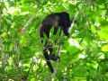 Des singes hurleurs vivent également dans la jungle du parc