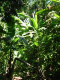L'épaisse jungle du Punta Sal