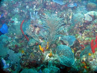 Les fonds sous-marins de Roatán sont de toute beauté
