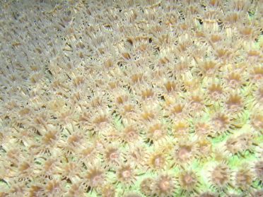 Complètement ouvert pendant la nuit, le corail est superbe !