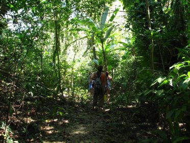 Nous p&eacute;n&eacute;trons dans la jungle