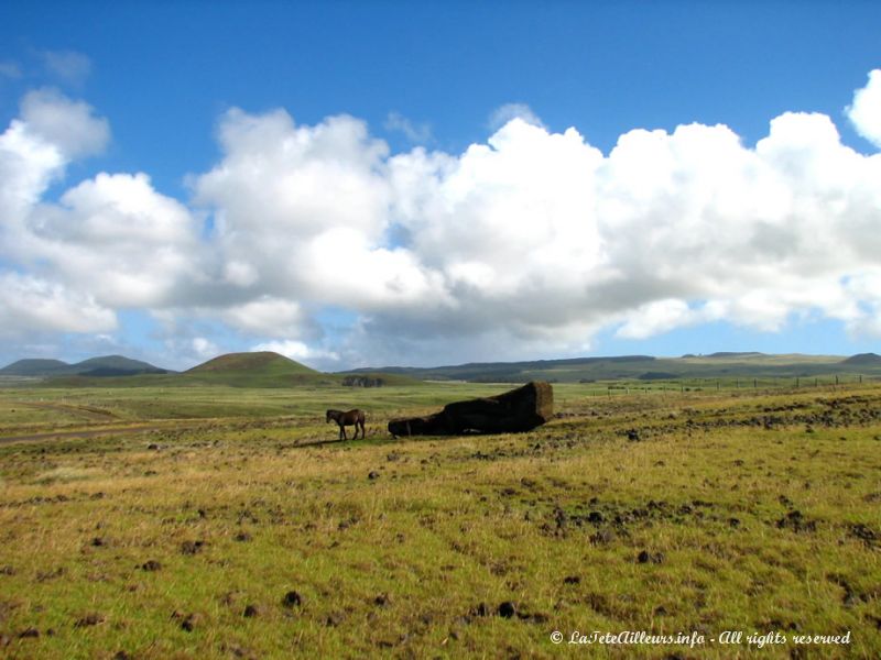 Sur l'île de Pâques, pas d'arbres mais des moai et des chevaux !