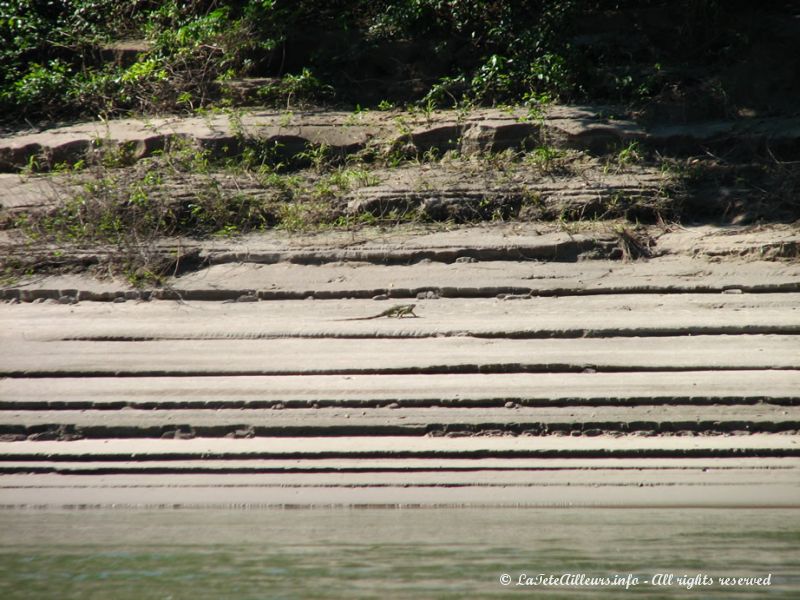 Un iguane venu se promener au bord de la rivière
