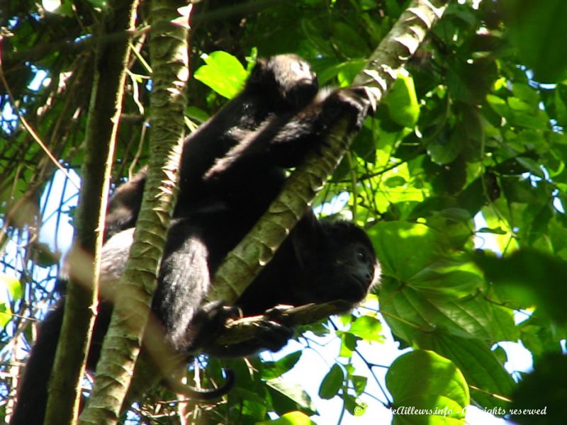 De nombreuses familles de singes hurleurs vivent dans la jungle environnante