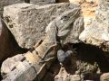 Un bel iguane se faisant bronzer sur les ruines d'un temple