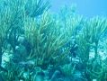 Les coraux, trÃ¨s fragiles, recouvrent une grande partie des fonds marins