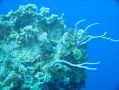 Ces fonds sont rÃ©putÃ©s mondialement pour la beautÃ© des coraux