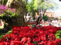 Pour les fÃªtes de NoÃ«l, le jardin (ainsi que toute la ville) est fleuri de milliers de pointetias