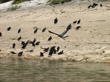 On d&eacute;nombre les oiseaux par miliers ici
