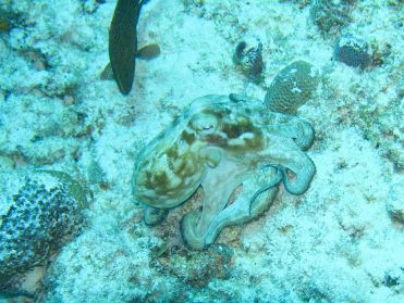 Nous voici nez &agrave; nez avec une jolie pieuvre
