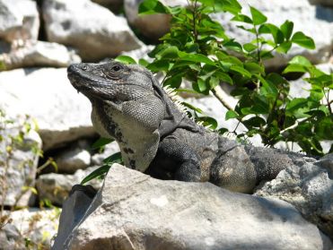 Les iguanes veillent sur les ruines
