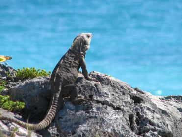 Les iguanes admirent la mer, stoïques...