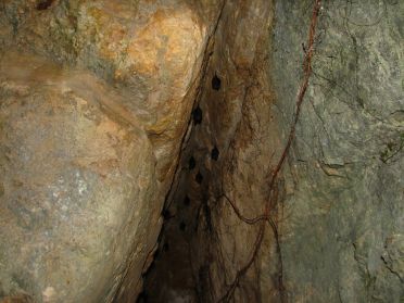 De nombreuses chauve-souris ont &eacute;lu domicile dans la moiteur et l'obscurit&eacute; des temples