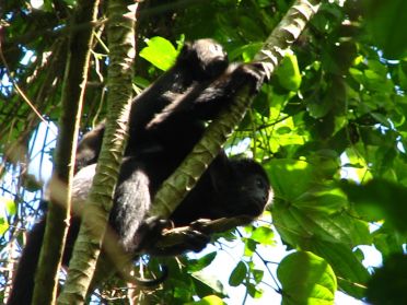 De nombreuses familles de singes hurleurs vivent dans la jungle environnante