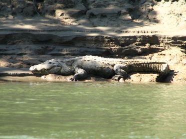 La aussi, de nombreux gros crocodiles peuplent les eaux de la rivière