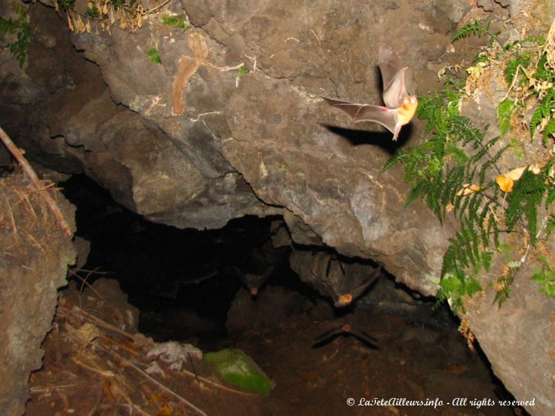A la nuit tombée, des milliers de chauve-souris sortent des grottes alentours
