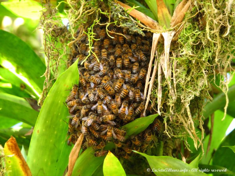 Un curieux essaim d'abeille... en abeilles !