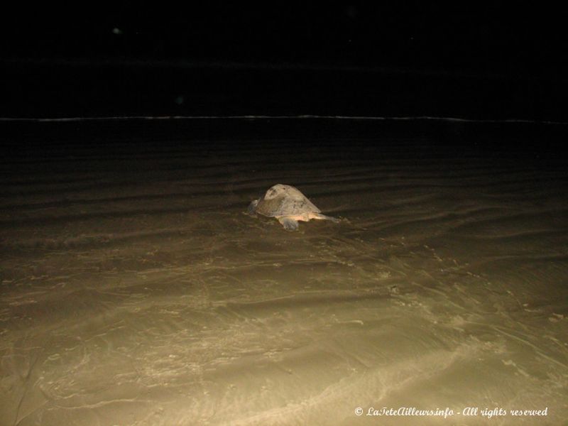 Une fois ses oeufs enfouis dans le sable, la tortue retourne dans les profondeurs de l'océan Pacifique