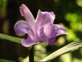 On y trouve également de nombreuses orchidées, comme cette ''fleur d'un jour''