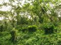 On trouve de nombreuses plantations de cafÃ© sur les pentes fertiles du Mombacho