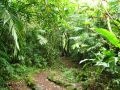 La forêt humide du Mombacho, quelque-chose de rare au Nicaragua