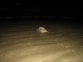 Une fois ses oeufs enfouis dans le sable, la tortue retourne dans les profondeurs de l'ocÃ©an Pacifique