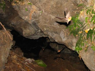 A la nuit tomb&eacute;e, des milliers de chauve-souris sortent des grottes alentours