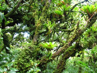Dans cette for&ecirc;t humide, les orchid&eacute;es poussent &agrave; m&ecirc;me les branches des arbres