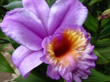 Une belle orchid&eacute;e