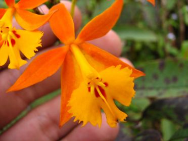 Une autre esp&egrave;ce d'orchid&eacute;e