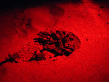 De ce petit trou dans le sable emergent sous nos yeux des dizaines de b&eacute;b&eacute;s tortues ! Instant magique !