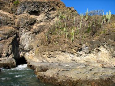 De nombreux cactus poussent sur la c&ocirc;te aride du Pacifique