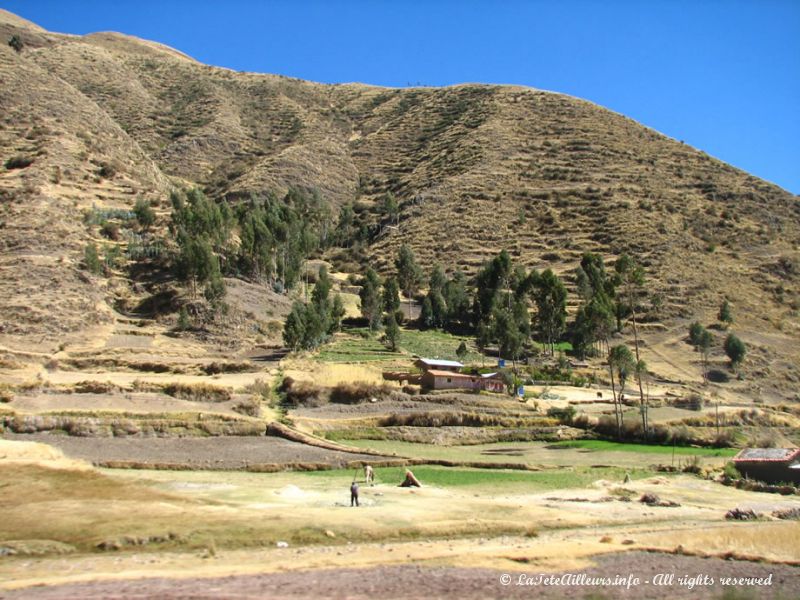 Travail agricole au Pérou