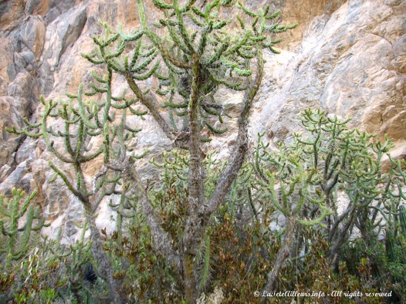 Cactus de la vallée de Colca