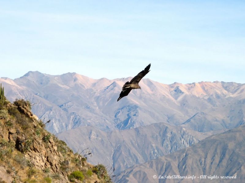 Condor au canyon de Colca
