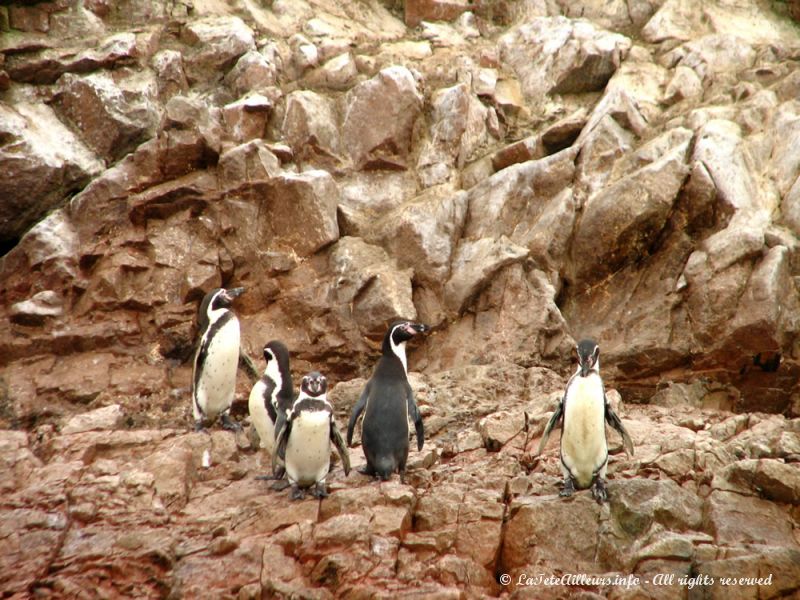 Quelques pingouins de Humboldt vivent aussi ici