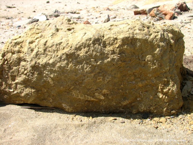 De nombreux fossiles sont visibles partout