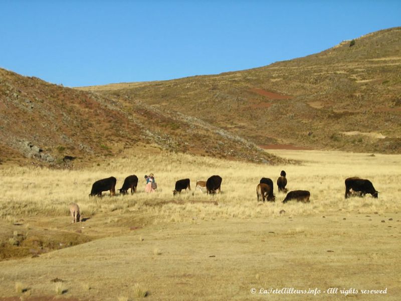 Scène rurale aux environs de Puno
